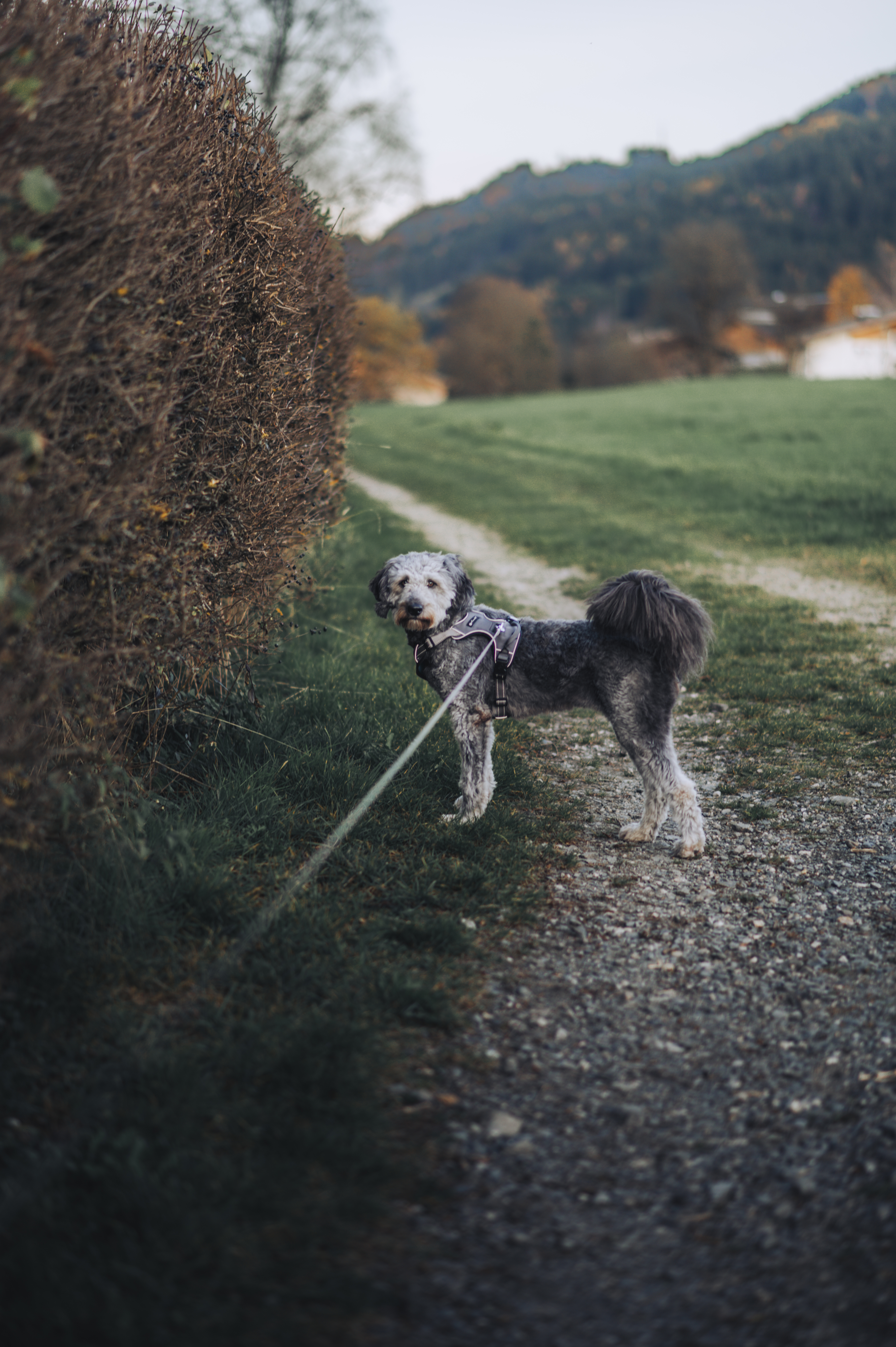 Urlaub-mit-Hund: Hotel Der Löwe Leogang - Urlaub mit Hund