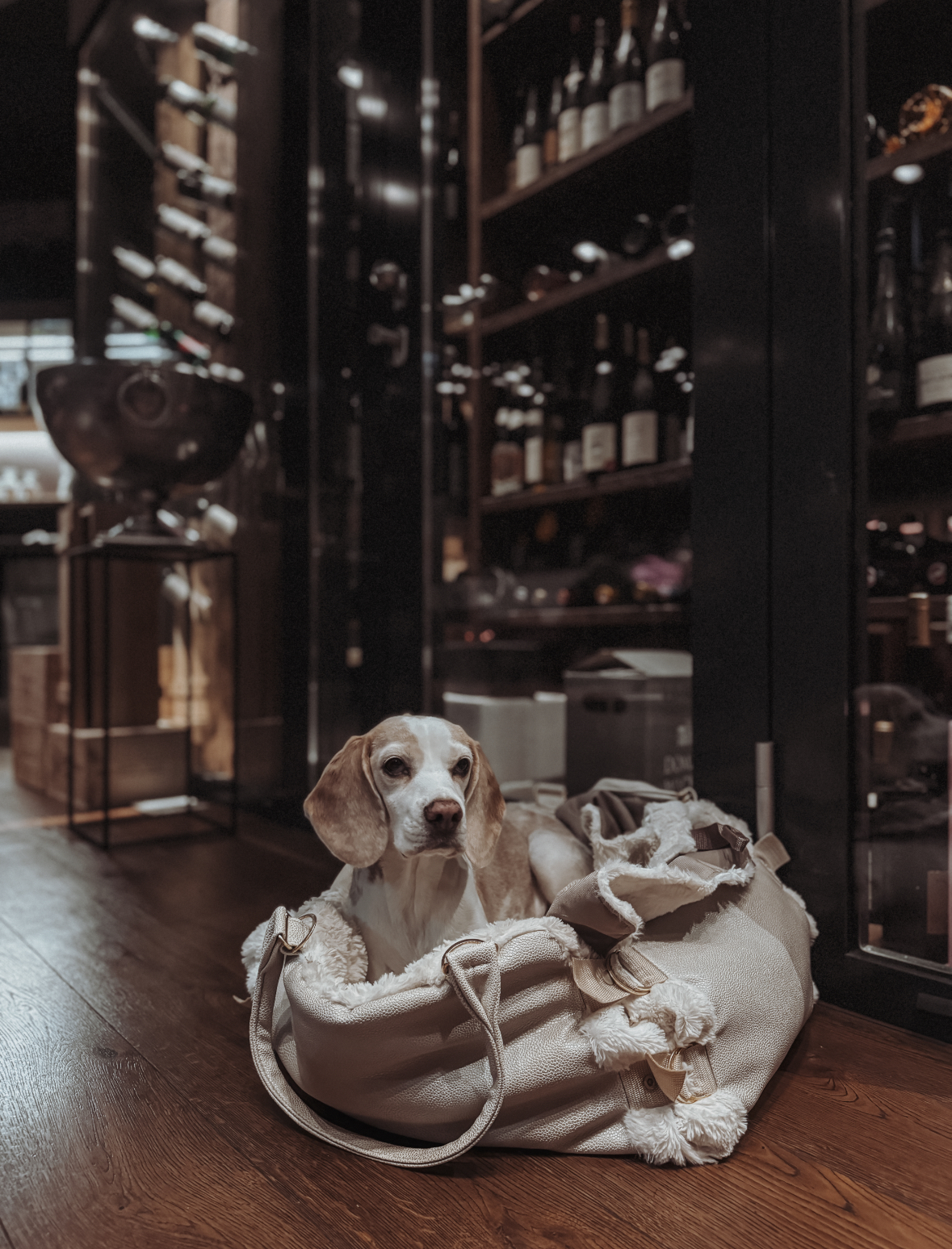 Urlaub-mit-Hund: Hotel Der Löwe Leogang - Urlaub mit Hund