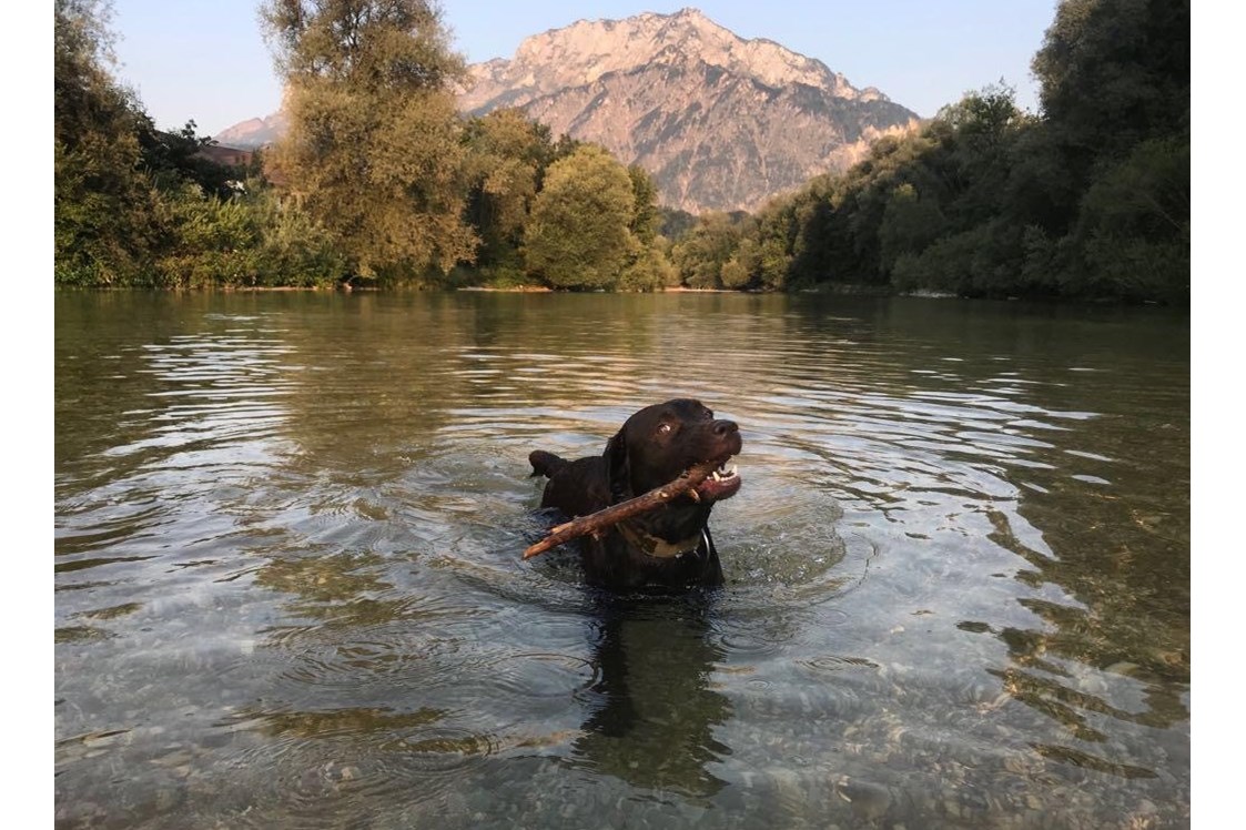 Urlaub-mit-Hund: Luna beim Schwimmen in der Ache - Hotel Kaiserhof Anif