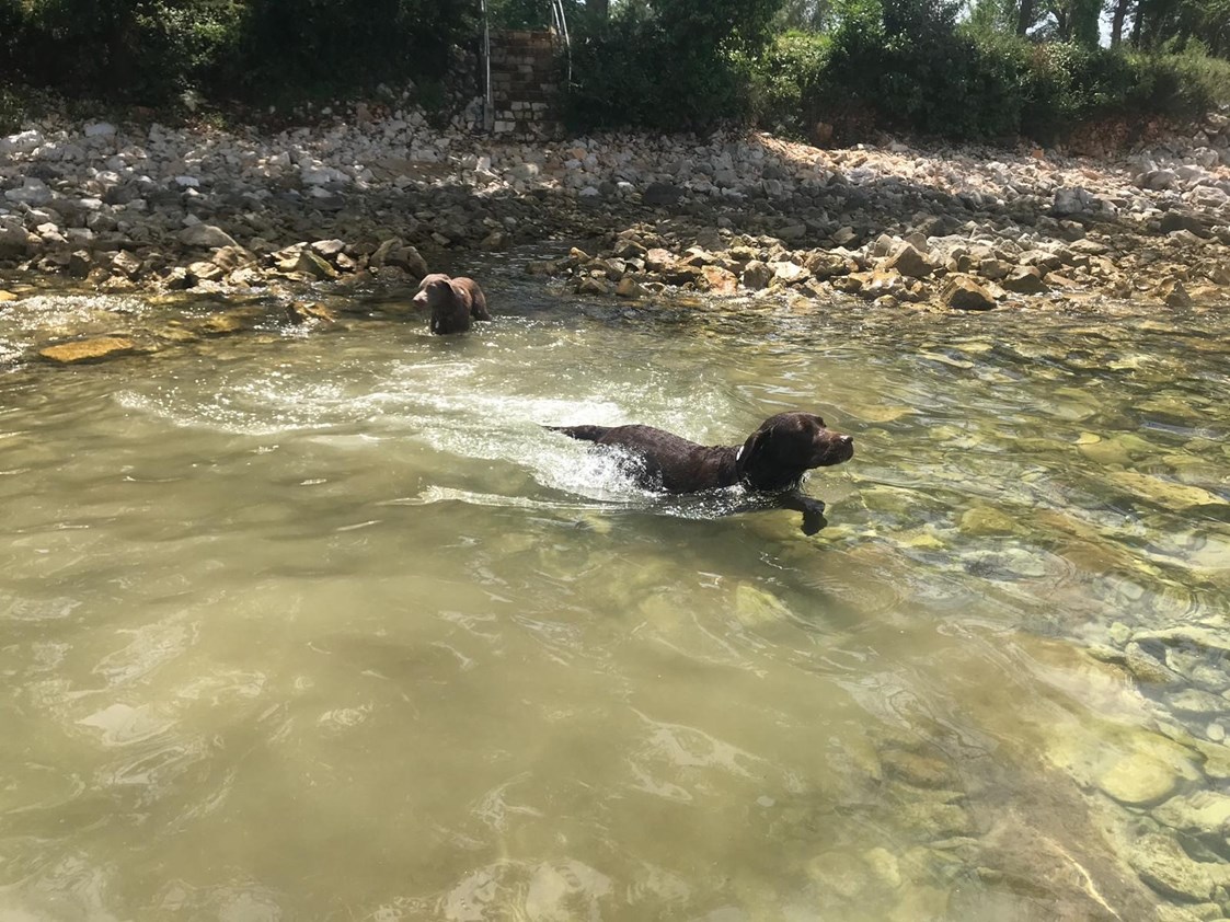Urlaub-mit-Hund: Badespaß an der Ache - Hotel Kaiserhof Anif