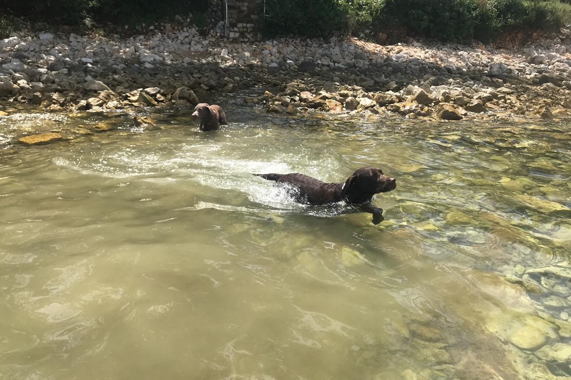 Urlaub-mit-Hund: Badespaß an der Ache - Hotel Kaiserhof Anif