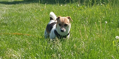 Hundehotel - PLZ 8514 (Schweiz) - Teddybärenhotel ®