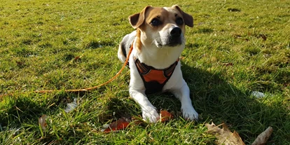 Hundehotel - PLZ 8514 (Schweiz) - Teddybärenhotel ®