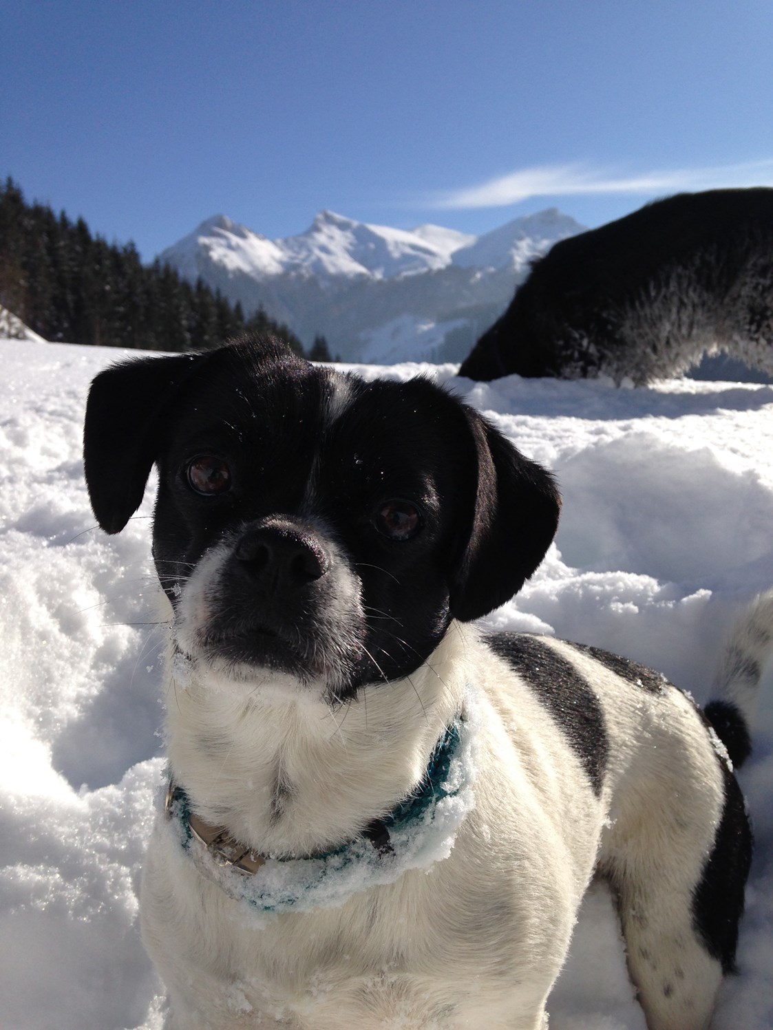 Urlaub-mit-Hund: Wuf ist das toll - Erzberg Alpin Resort