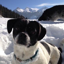 Urlaub-mit-Hund: Wuf ist das toll - Erzberg Alpin Resort