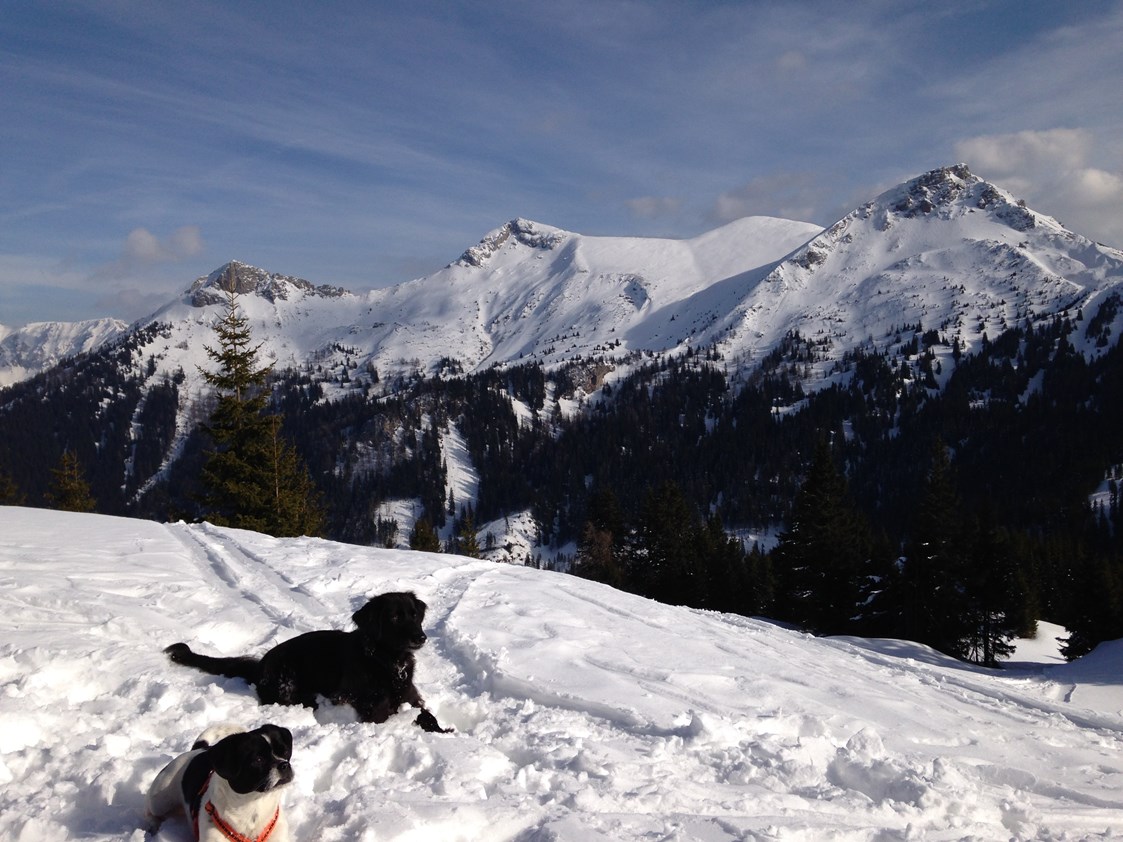 Urlaub-mit-Hund: Hundespuren im Schnee - Erzberg Alpin Resort