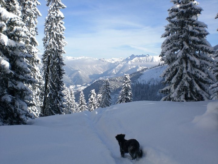 Urlaub-mit-Hund: Herrlicher Wintertag - Erzberg Alpin Resort