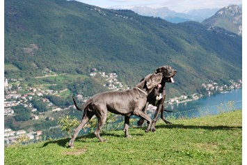Urlaub-mit-Hund: Hotel Serpiano