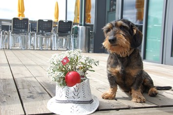 Urlaub-mit-Hund: Hotelhund Ludwig - Berghotel Schynige Platte