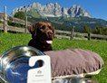 Urlaub-mit-Hund: Hunde willkommen - Bio-Hotel Stanglwirt