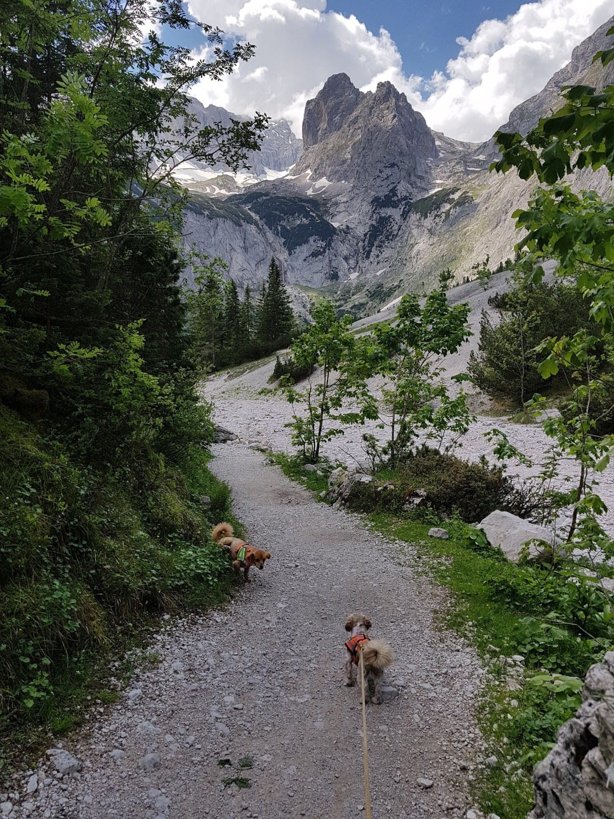 Urlaub-mit-Hund: wandern in den Bergen - Hannas Alpengruss