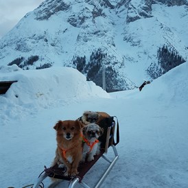 Urlaub-mit-Hund: Schlittenfahrt mit Hunden - Haus Alpengruss
