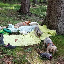 Urlaub-mit-Hund: Picknick im Wald - Haus Alpengruss