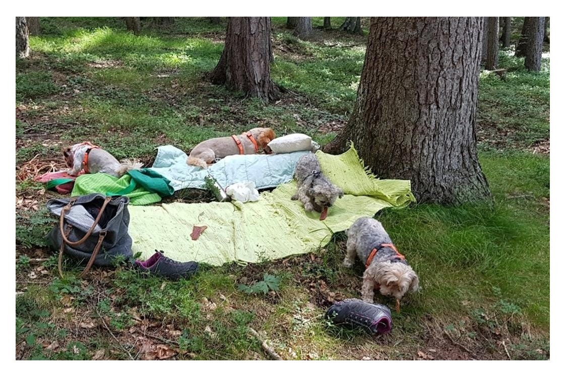 Urlaub-mit-Hund: Picknick im Wald - Haus Alpengruss