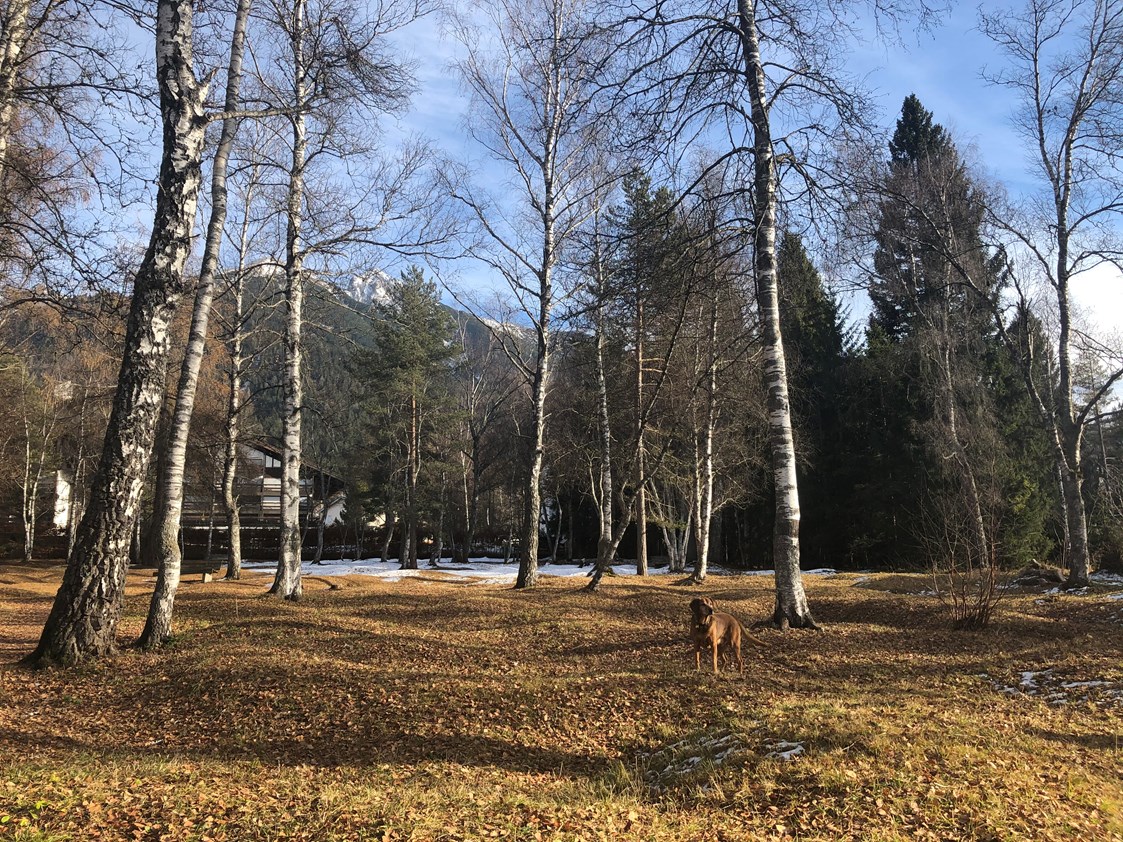Urlaub-mit-Hund: Lupo im Birkenwald - Haus Alpengruss