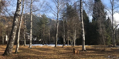 Hundehotel - Klassifizierung: 3 Sterne - Olympiaregion Seefeld - Lupo im Birkenwald - Haus Alpengruss