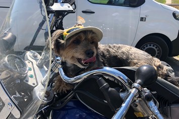 Urlaub-mit-Hund: Hund mit auf dem Motorrad - Haus Alpengruss