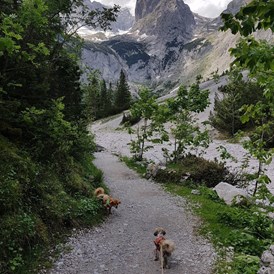 Urlaub-mit-Hund: wandern in den Bergen - Haus Alpengruss