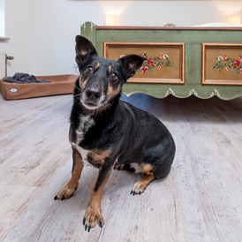 Urlaub-mit-Hund: Hotelhund Rosi  - Landhaus Schulze