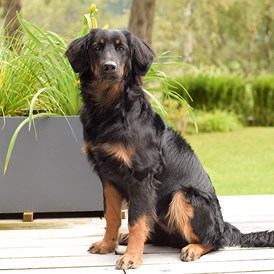 Urlaub-mit-Hund: Unser Hotel-Hund Iduna von Wiegenstein - Aparthotel Hutter Katschberg