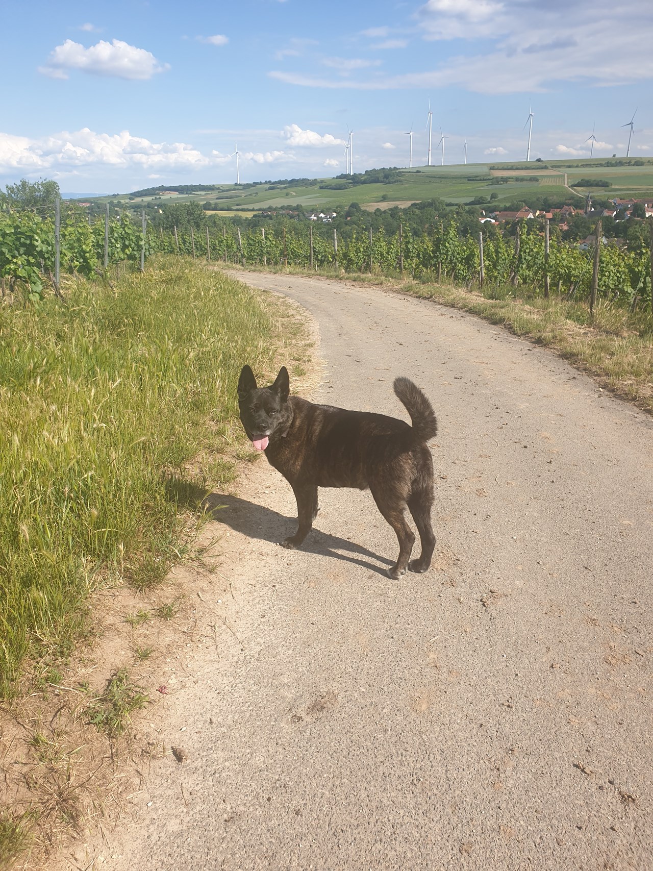 Parkhotel Prinz Carl Ausflüge mit Hund Ausflug in die Weinberge der Toskana Deutschlands