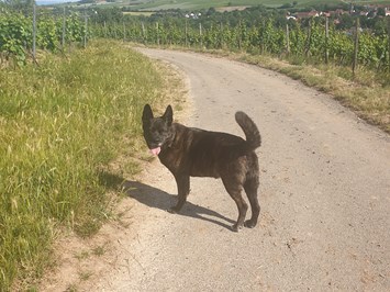 Parkhotel Prinz Carl Ausflüge mit Hund Ausflug in die Weinberge der Toskana Deutschlands