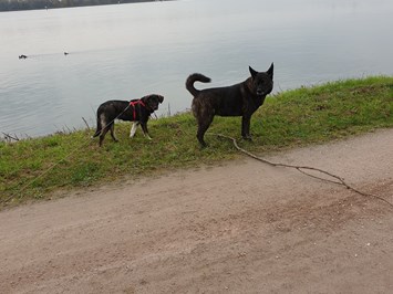 Parkhotel Prinz Carl Ausflüge mit Hund Spaziergang am Fluss