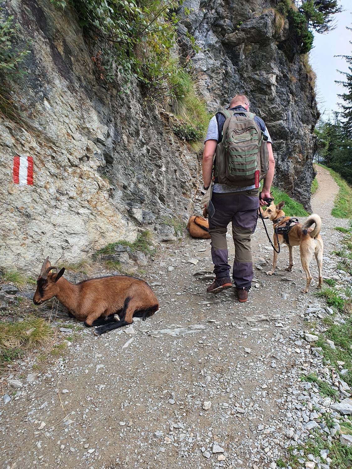 Urlaub-mit-Hund: Weg zum Spiegelsee - Bergbauernhof Irxner