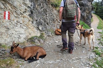 Urlaub-mit-Hund: Weg zum Spiegelsee - Bergbauernhof Irxner