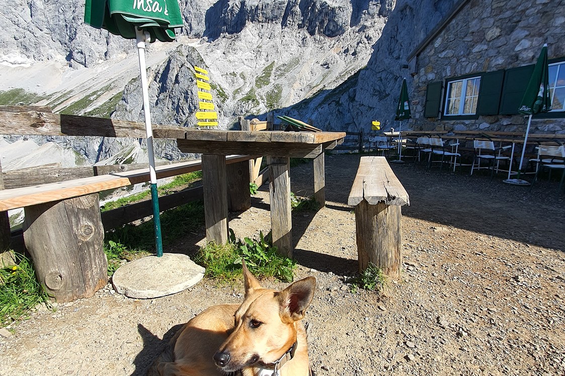 Urlaub-mit-Hund: Südwandhütte Dachstein - Bergbauernhof Irxner