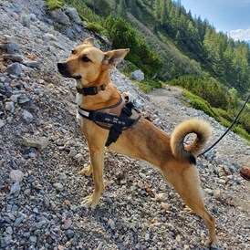 Urlaub-mit-Hund: Bergbauernhof Irxner