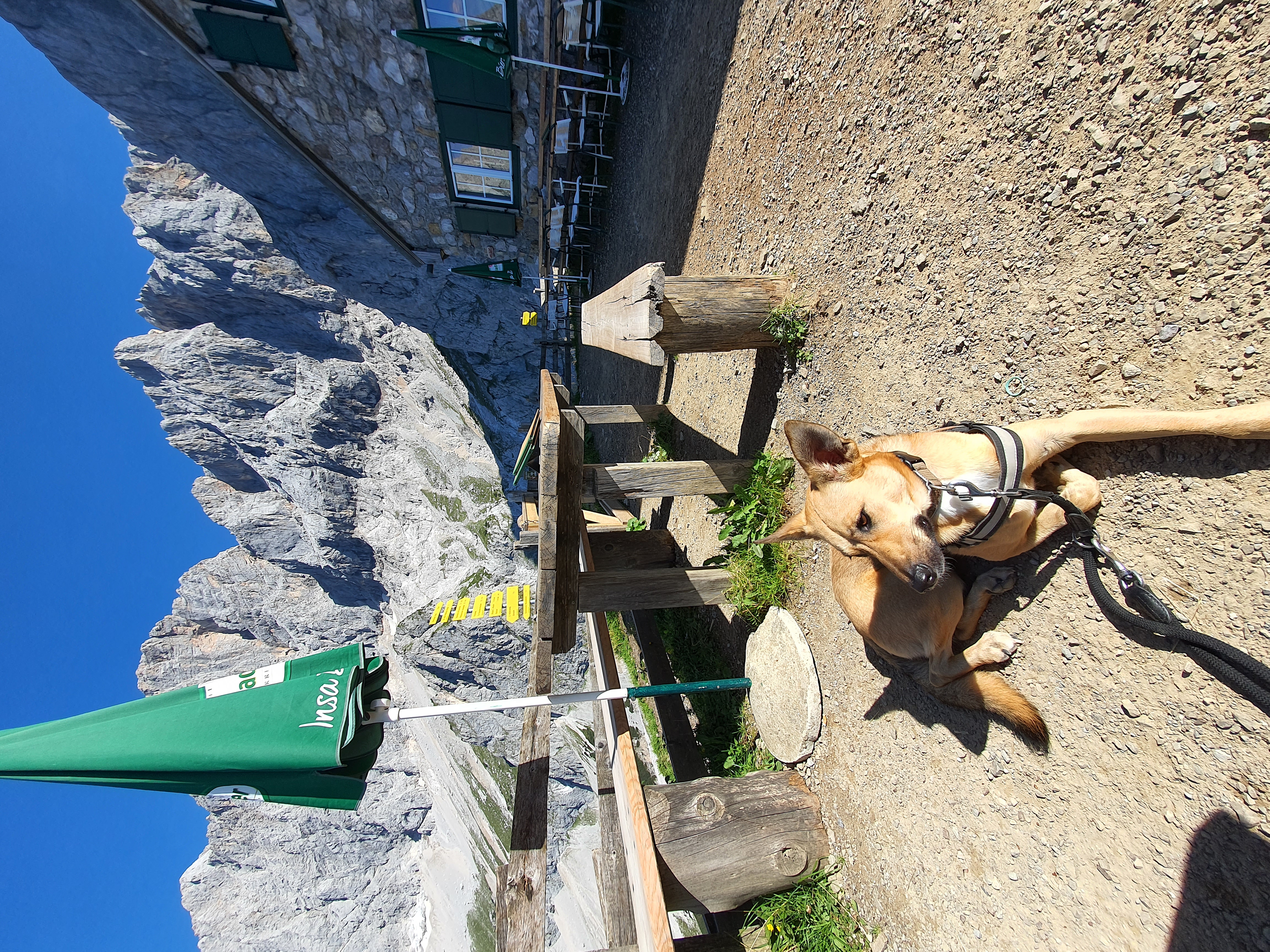 Urlaub-mit-Hund: Südwandhütte Dachstein - Bergbauernhof Pension Irxner