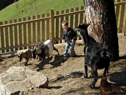 Hundehotel - Tauplitz - Kleintierzoo am Bergbauernhof Irxner - Hasen, Schafe, Ziegen Meerschweinchen, Kälber, Katzen - Bergbauernhof Pension Irxner