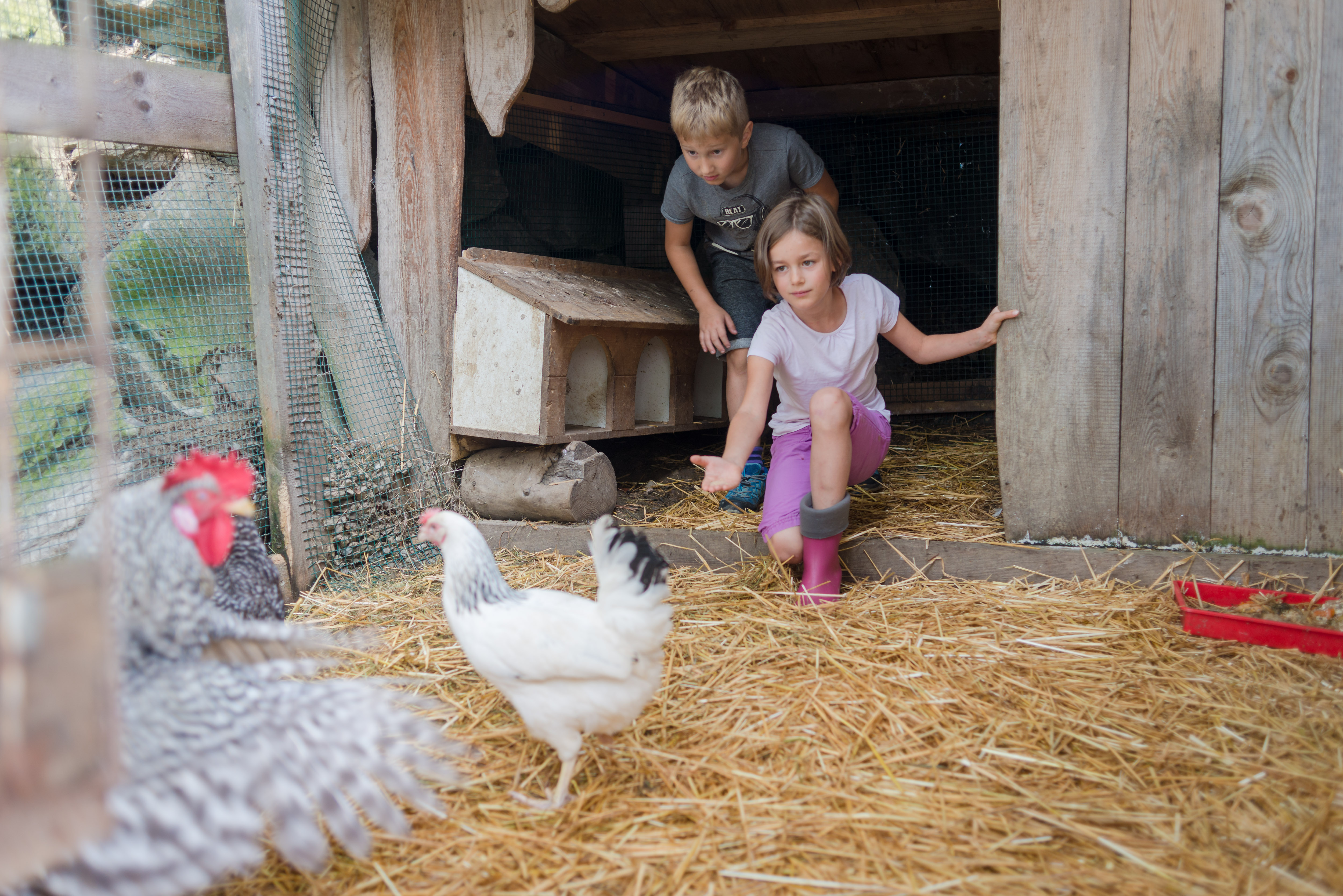 Urlaub-mit-Hund: Wir haben ca. 50 Hühner die unseren Eierbedarf decken. Sie bekommen eignetlich immer nur unsere Eier ausser wir hatten Probleme mit dem . - Bergbauernhof Pension Irxner - Haus | Umgebung