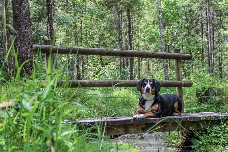 Urlaub-mit-Hund: Urlaub mit Hund - bei uns gibt es sehr viele Möglichkeiten zum Wandern - Bergbauernhof Pension Irxner - Urlaub mit Hund