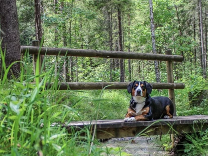 Hundehotel - Tauplitz - Urlaub mit Hund - bei uns gibt es sehr viele Möglichkeiten zum Wandern - Bergbauernhof Pension Irxner