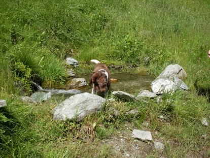 Hundehotel - Tauplitz - Kleine Wasserstelle oberhalb der Pension. Kurz danach kommt ein kleiner Bach dort können sie auch mit dem Hund hin laufen. - Bergbauernhof Pension Irxner