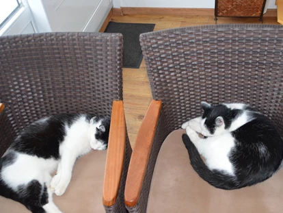 Hundehotel - Tauplitz - Wir haben auch 3 Katzen im Haus, die sind aber wirklich Hunde gewöhnt - Bergbauernhof Pension Irxner