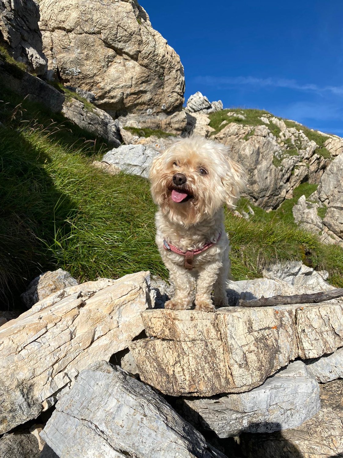 Ferienhaus mit Hund: Lui wander zum Schuhflicker in Großarl - Birnbaum Chalets