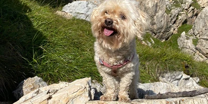 Hundehotel - in einer Ferienanlage/Wohnanlage - Großarl - Lui wander zum Schuhflicker in Großarl - Birnbaum Chalets