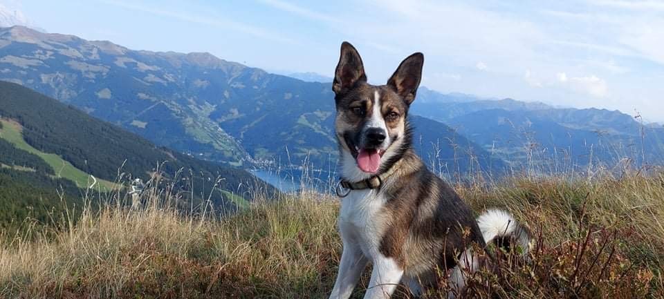 Urlaub-mit-Hund: Wanderung mit Hund inkl. Panoramaaussicht mit Start vor dem Hotel - Berghotel Jaga Alm 