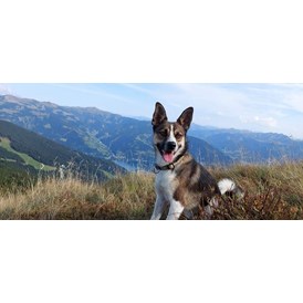 Urlaub-mit-Hund: Wanderung mit Hund inkl. Panoramaaussicht mit Start vor dem Hotel - Berghotel Jaga Alm 
