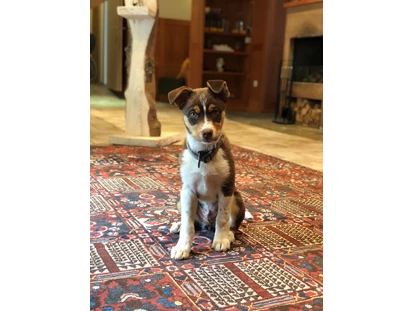 Hundehotel - Pools: Schwimmteich - Für Gäste mit Hund gibt es einen separaten Bereich im Restaurant, sodass Ihr Vierbeiner Sie zu den Mahlzeiten begleiten darf. - Berghotel Jaga Alm