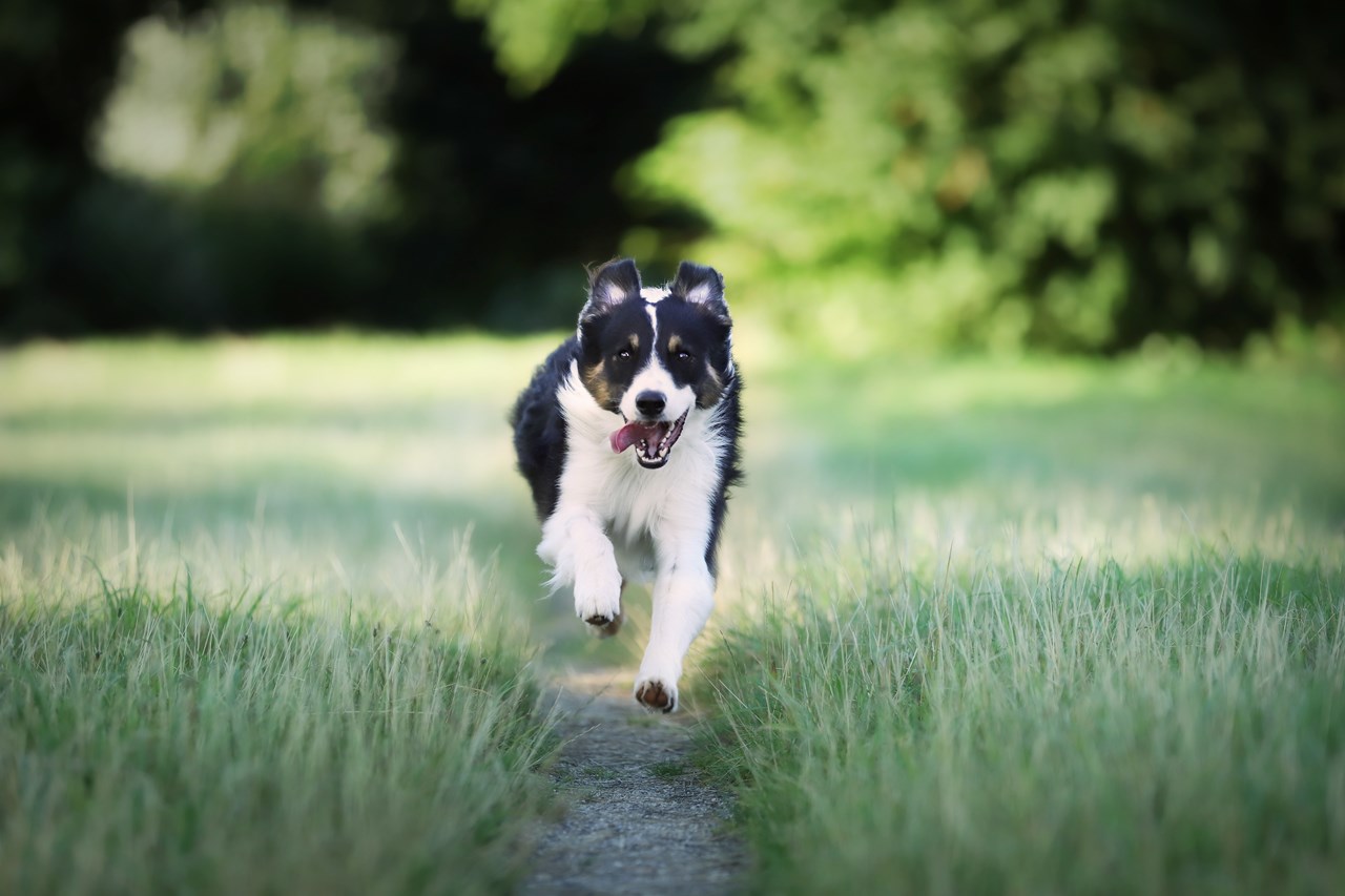 Hotel Sommer Füssen Ausflüge mit Hund Wanderung zur Hündeleskopfhütte