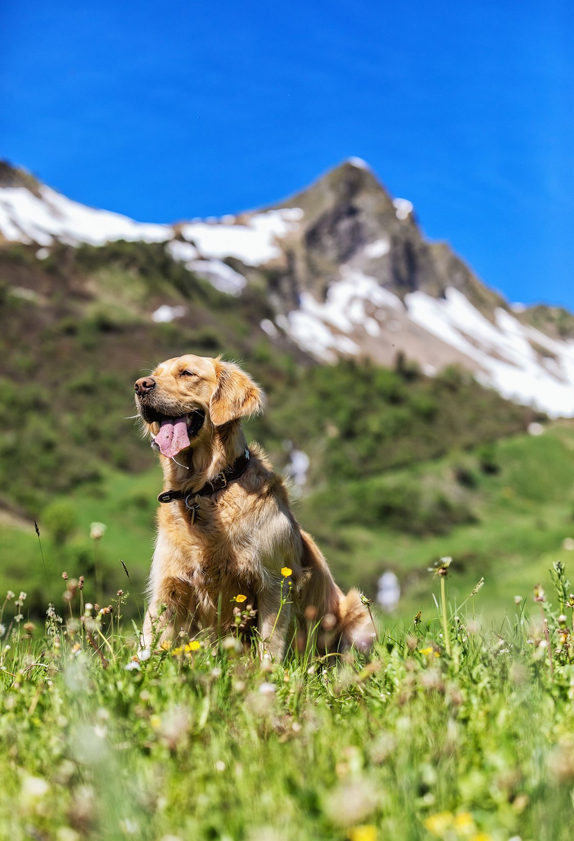 Urlaub-mit-Hund: Hotelhund LUKE - Natur.Genuss.Hotel - Sonnasita