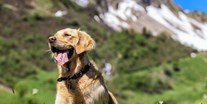 Hundehotel - Doggies: 5 Doggies - Hotelhund LUKE - Natur.Genuss.Hotel - Sonnasita