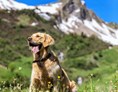 Urlaub-mit-Hund: Hotelhund LUKE - Natur.Genuss.Hotel - Sonnasita