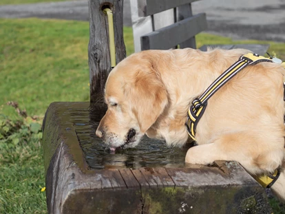 Hundehotel - Pools: Schwimmteich - Erfrischung gefällig - Natur.Genuss.Hotel - Sonnasita