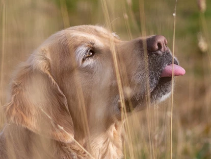 Hundehotel - Pools: Schwimmteich - Hotelhund Luke  - Natur.Genuss.Hotel - Sonnasita