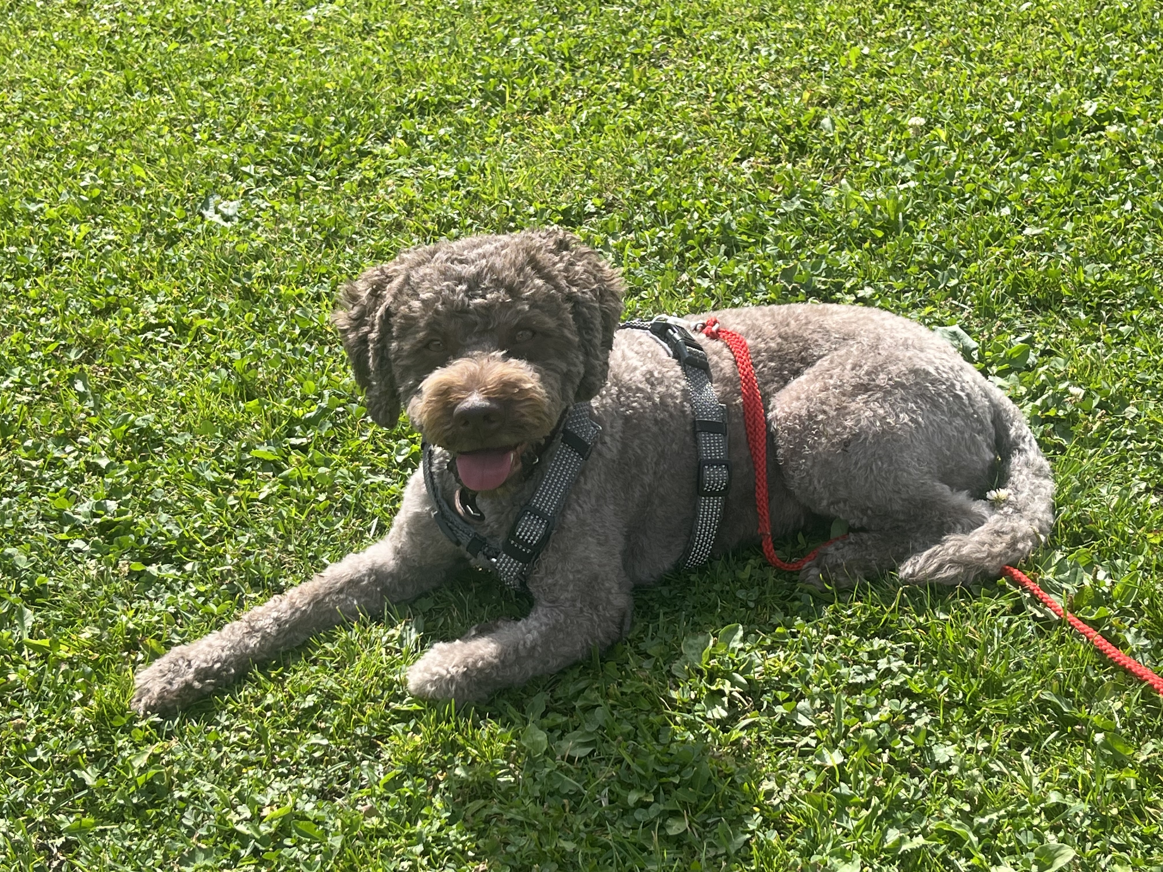 Urlaub-mit-Hund: Natur.Genuss.Hotel - Sonnasita